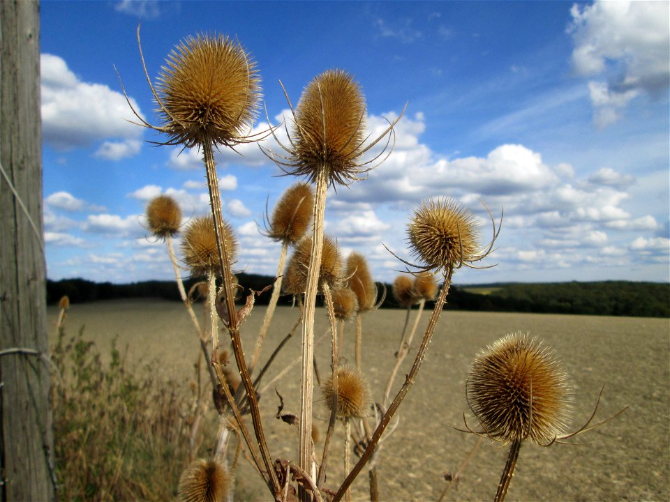 Wilde Karde (Dipsacus fullonum) am Ransbacher Berg bei Bliesransbach