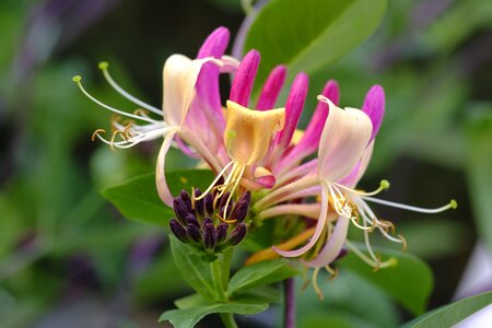 Geissblattgewaechs climber plant lonicera caprifolium photo