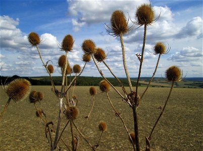 Wilde Karde (Dipsacus fullonum) am Ransbacher Berg bei Bliesransbach