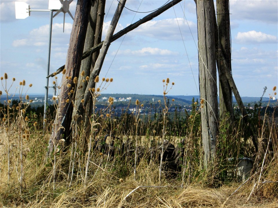 Wilde Karde (Dipsacus fullonum) am Ransbacher Berg bei Bliesransbach