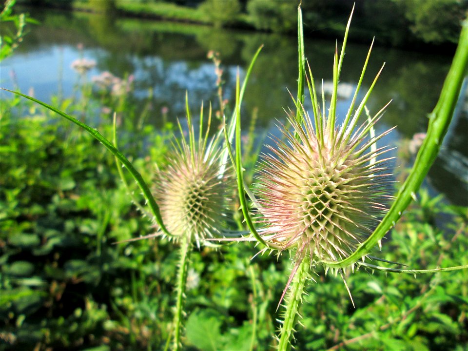 Wilde Karde (Dipsacus fullonum) an der Saar in Alt-Saarbrücken