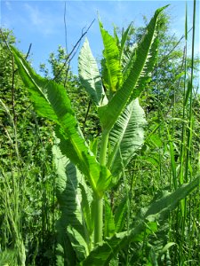 Wilde Karde (Dipsacus fullonum) in Saarbrücken