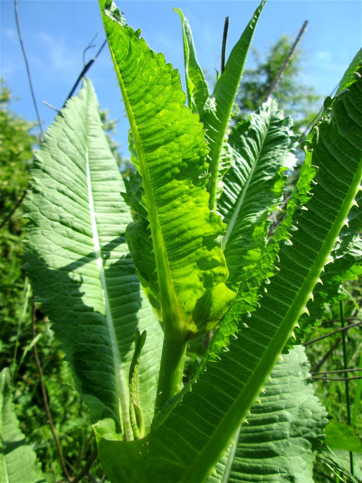 Wilde Karde (Dipsacus fullonum) in Saarbrücken