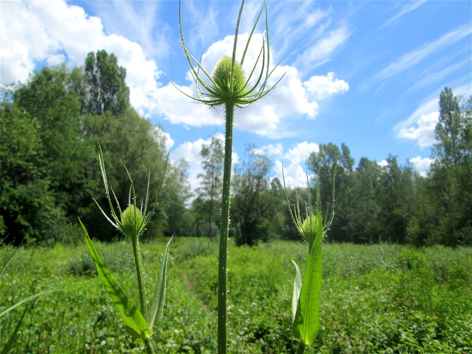 Wilde Karde (Dipsacus fullonum) im Naturschutzgebiet „St. Arnualer Wiesen“