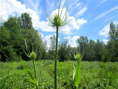 Wilde Karde (Dipsacus fullonum) im Naturschutzgebiet „St. Arnualer Wiesen“