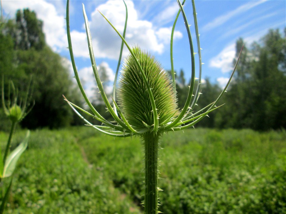 Wilde Karde (Dipsacus fullonum) im Naturschutzgebiet „St. Arnualer Wiesen“