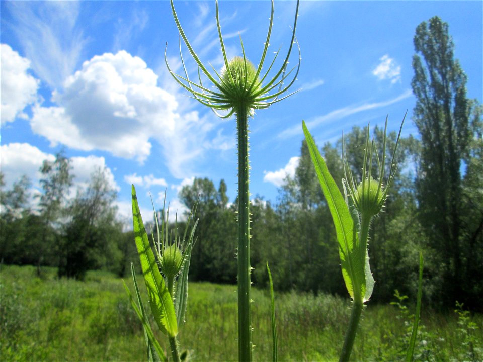 Wilde Karde (Dipsacus fullonum) im Naturschutzgebiet „St. Arnualer Wiesen“