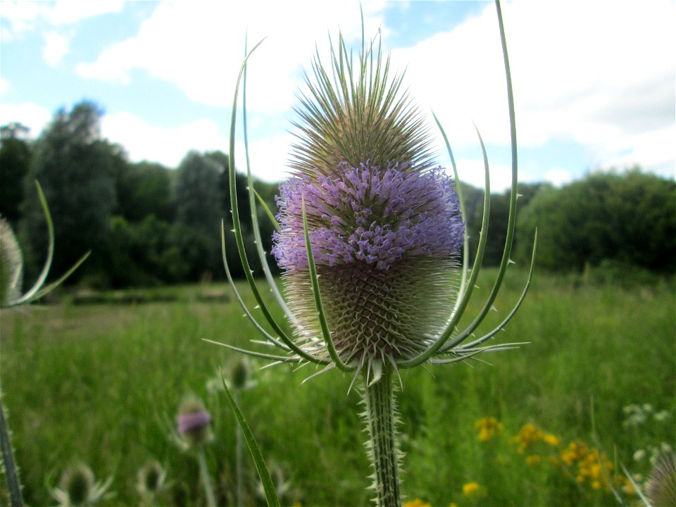 Wilde Karde (Dipsacus fullonum) an der Saaraue Güdingen
