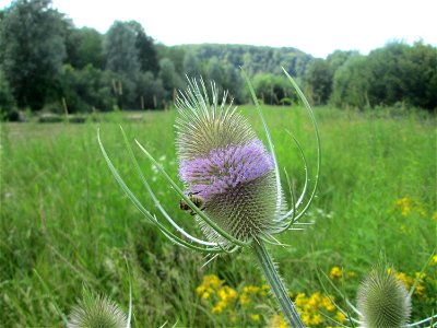 Wilde Karde (Dipsacus fullonum) an der Saaraue Güdingen