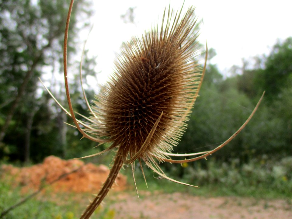 Wilde Karde (Dipsacus fullonum) beim Steinbachschacht im Naturschutzgebiet „Steinbachtal / Netzbachtal“