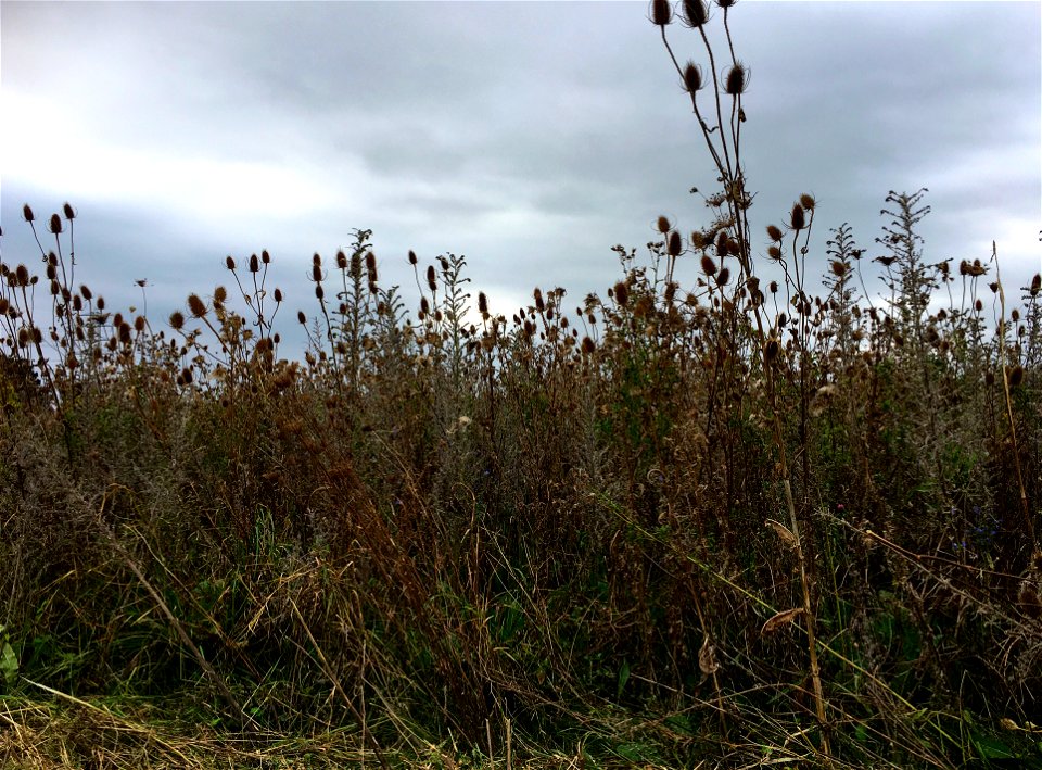 Tall-herb vegetation in Park Lingezegen (Ressen, Lingewaard).