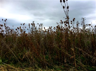 Tall-herb vegetation in Park Lingezegen (Ressen, Lingewaard). photo