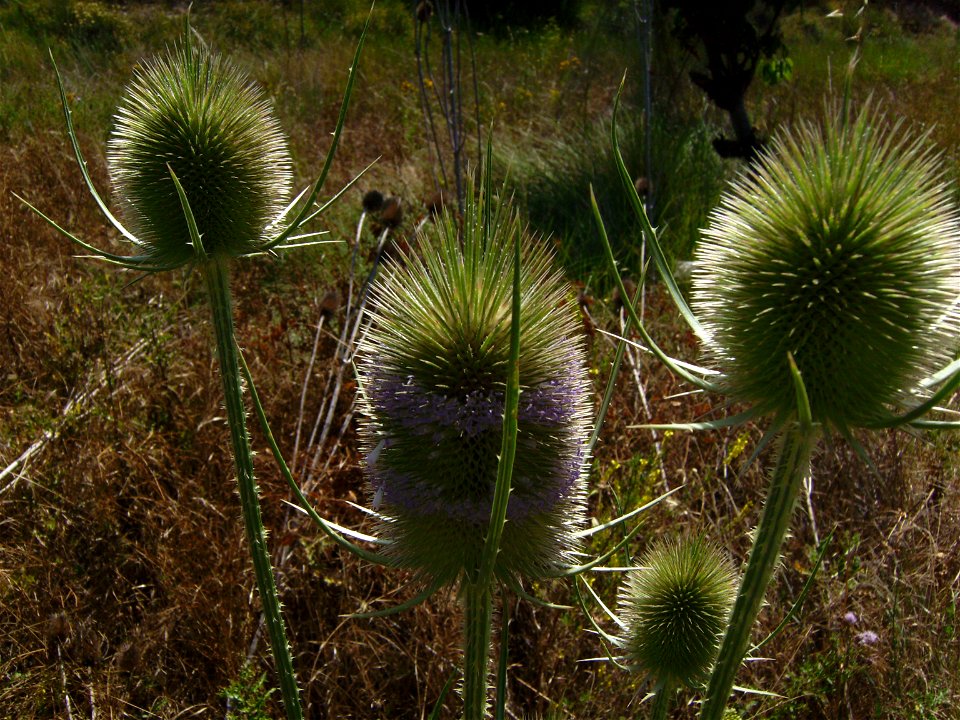 Dipsacus fullonum flowering, Castelltallat, Catalonia