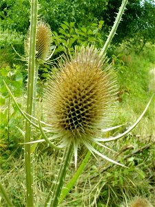 Dipsacus fullonum