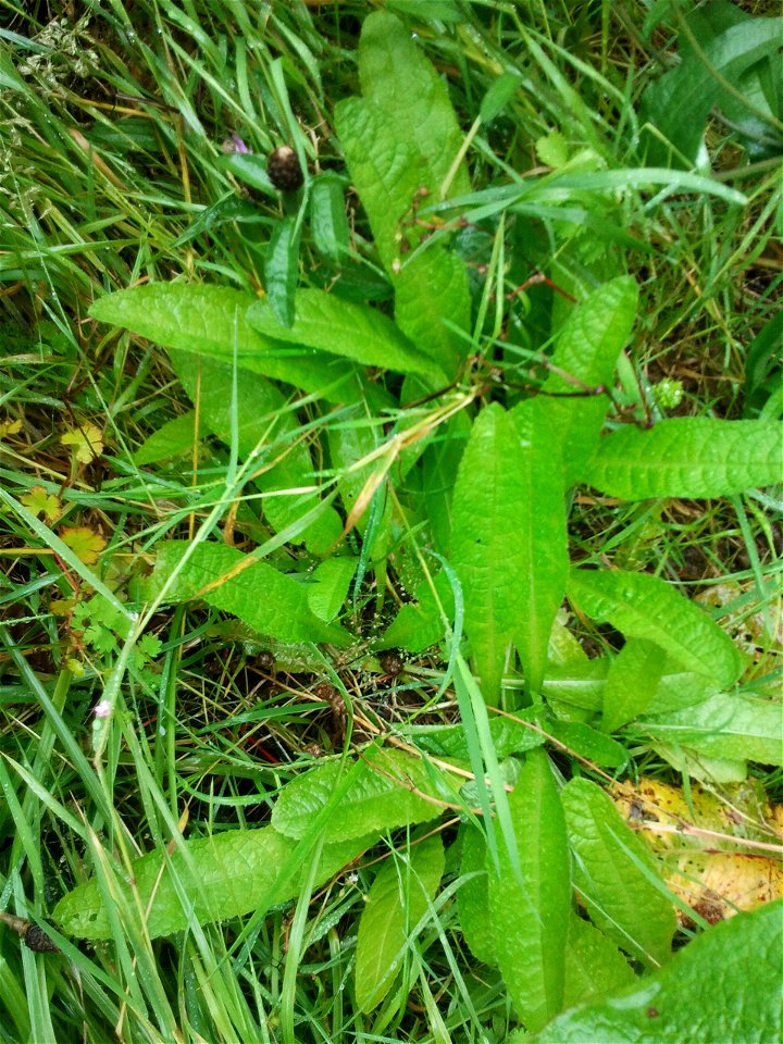 youngish teasel leaf, before flower stem development