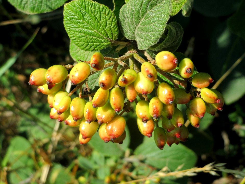 Wolliger Schneeball (Viburnum lantana) bei Neulußheim