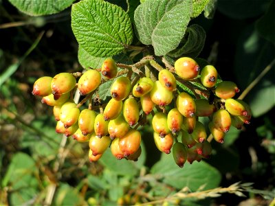 Wolliger Schneeball (Viburnum lantana) bei Neulußheim