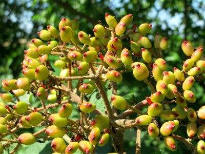 Wolliger Schneeball (Viburnum lantana) bei Neulußheim