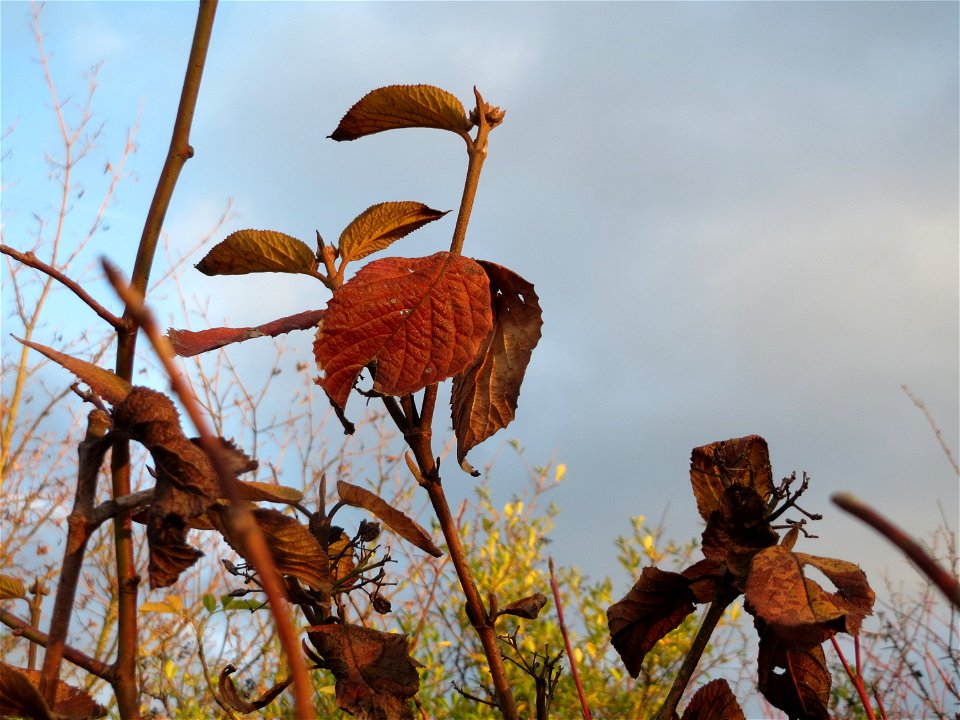 Wolliger Schneeball (Viburnum lantana) in Hockenheim