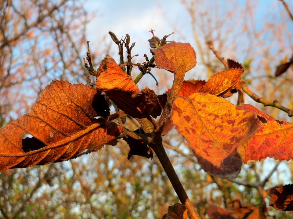 Wolliger Schneeball (Viburnum lantana) in Hockenheim