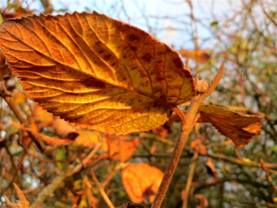Wolliger Schneeball (Viburnum lantana) in Hockenheim