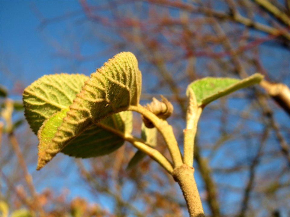 Wolliger Schneeball (Viburnum lantana) in Hockenheim