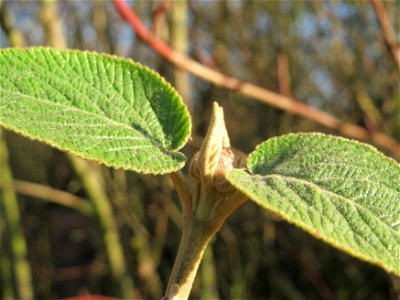 Wolliger Schneeball (Viburnum lantana) in Hockenheim