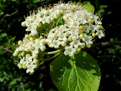 Blühender Wolliger Schneeball (Viburnum lantana) im Landschaftsschutzgebiet Hockenheimer Rheinbogen