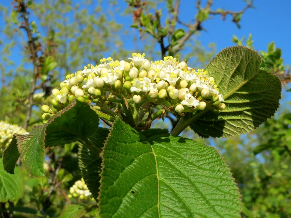 Blühender Wolliger Schneeball (Viburnum lantana) im Landschaftsschutzgebiet Hockenheimer Rheinbogen