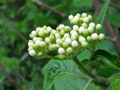 Wolliger Schneeball (Viburnum lantana) in Hockenheim