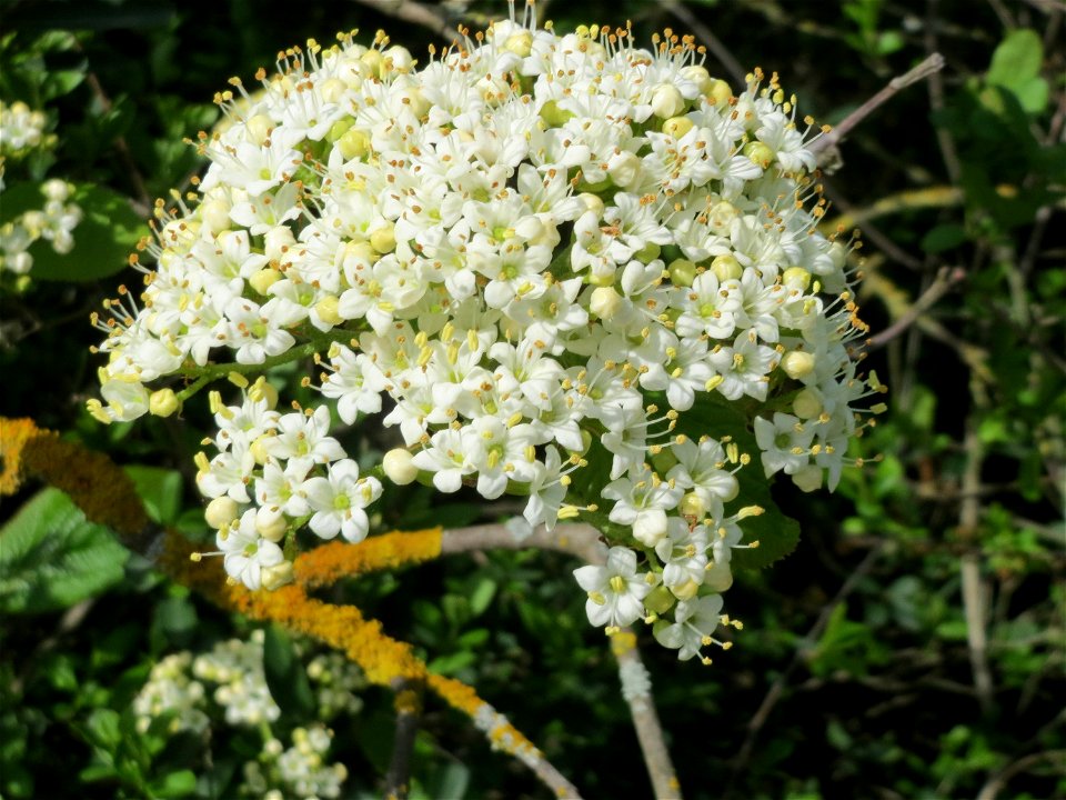Blühender Wolliger Schneeball (Viburnum lantana) im Landschaftsschutzgebiet Hockenheimer Rheinbogen