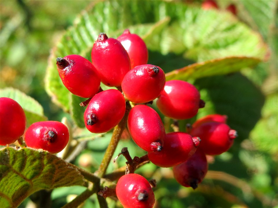 Früchte vom Wolligen Schneeball (Viburnum lantana) in Hockenheim