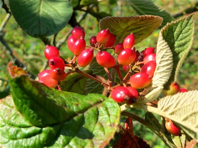 Früchte vom Wolligen Schneeball (Viburnum lantana) in Hockenheim