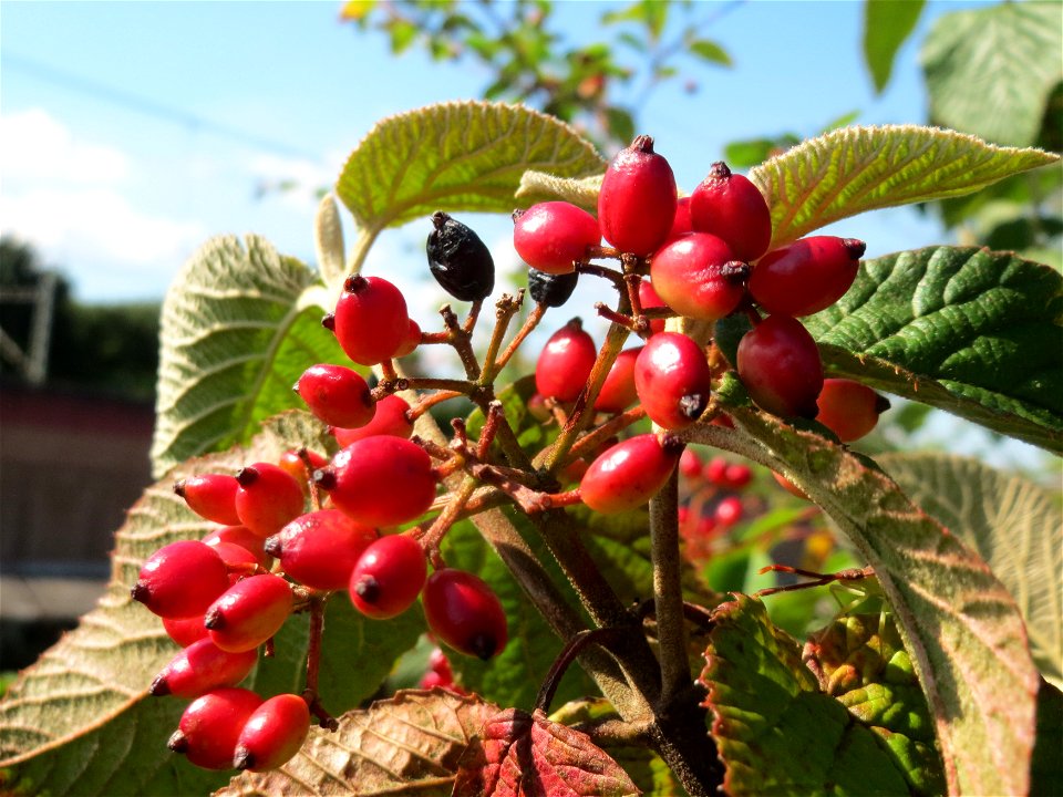 Früchte vom Wolligen Schneeball (Viburnum lantana) in Hockenheim