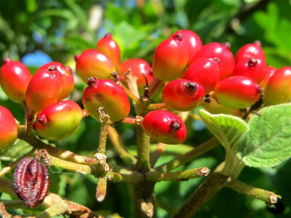 Früchte vom Wolligen Schneeball (Viburnum lantana) in Hockenheim