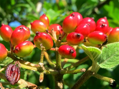 Früchte vom Wolligen Schneeball (Viburnum lantana) in Hockenheim