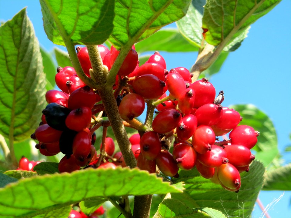Früchte vom Wolligen Schneeball (Viburnum lantana) in Hockenheim