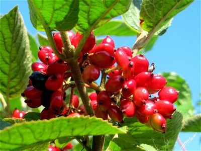 Früchte vom Wolligen Schneeball (Viburnum lantana) in Hockenheim