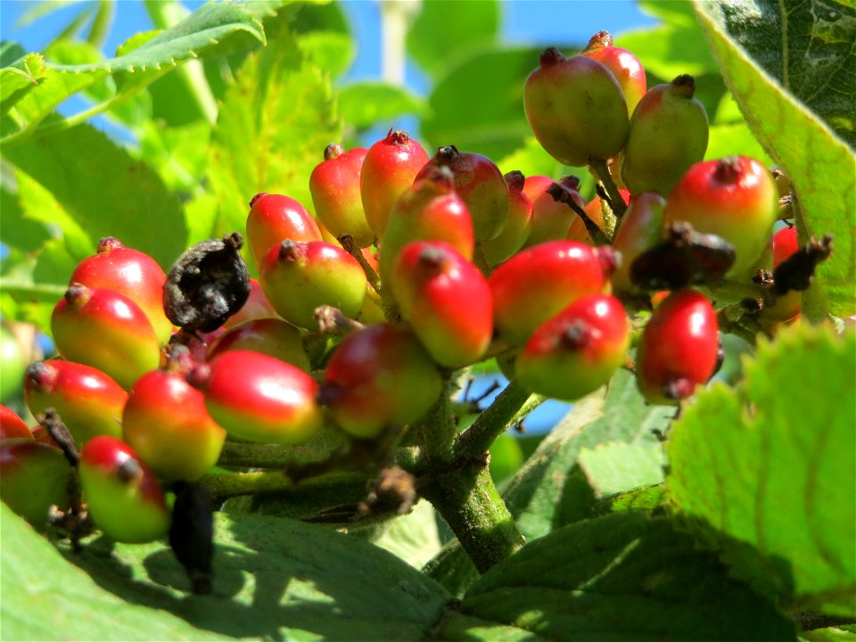 Früchte vom Wolligen Schneeball (Viburnum lantana) in Hockenheim