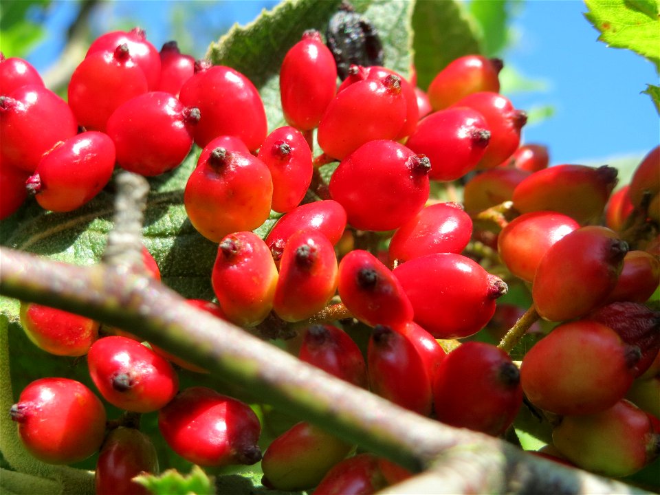Früchte vom Wolligen Schneeball (Viburnum lantana) in Hockenheim