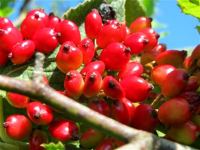 Früchte vom Wolligen Schneeball (Viburnum lantana) in Hockenheim