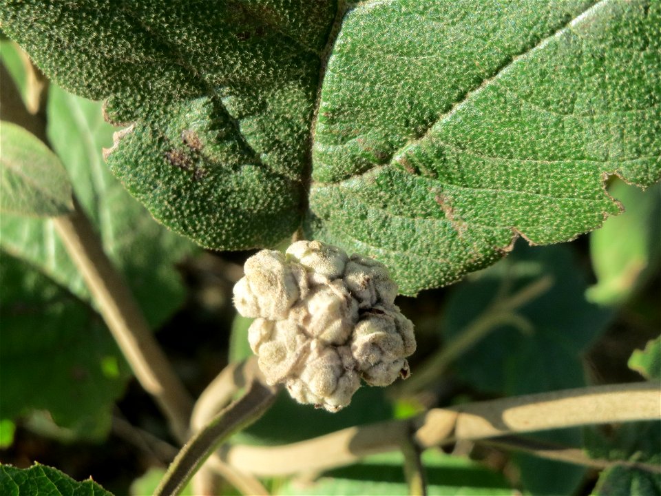 Wolliger Schneeball (Viburnum lantana) bei Reilingen