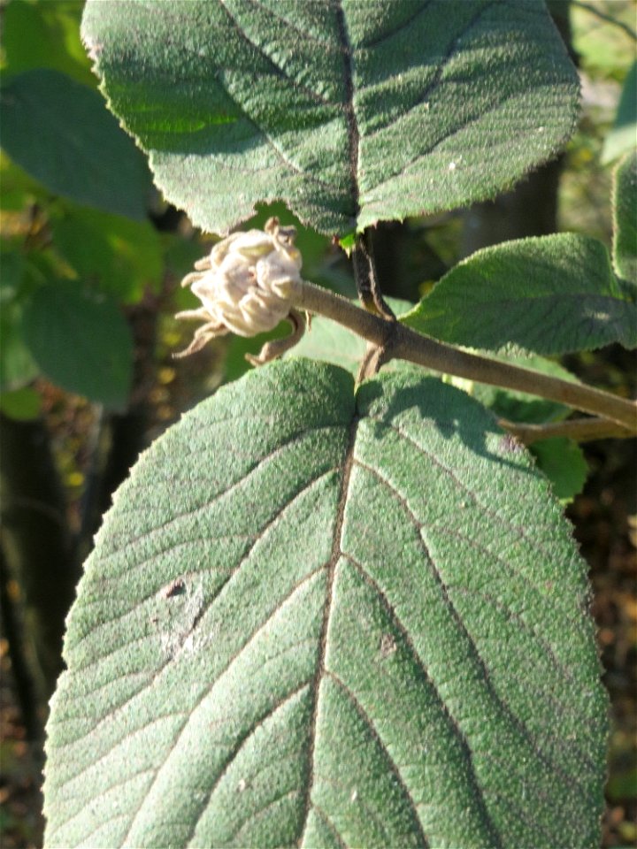 Wolliger Schneeball (Viburnum lantana) bei Reilingen