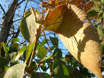Wolliger Schneeball (Viburnum lantana) bei Reilingen