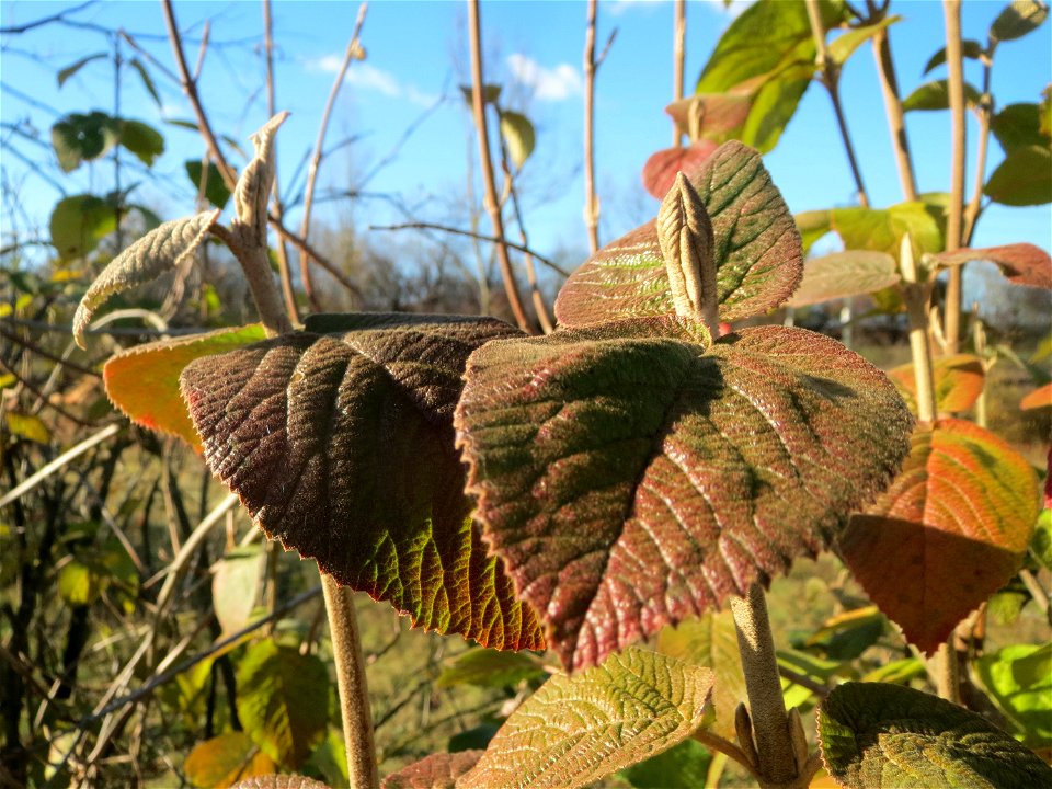 Wolliger Schneeball (Viburnum lantana) bei Neulußheim (Gemarkung Altlußheim)