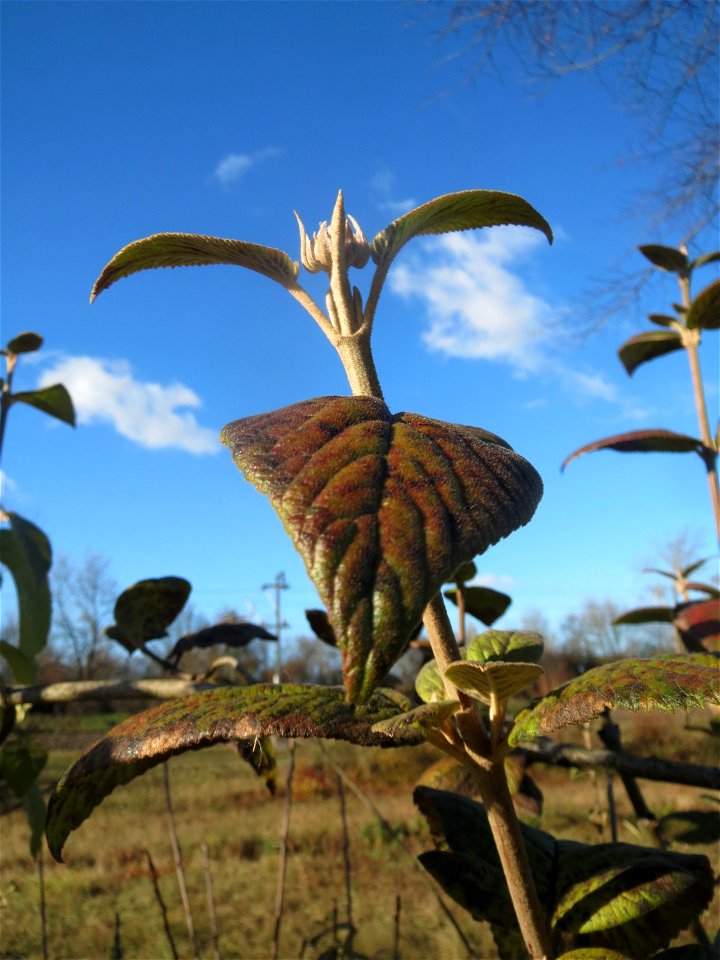 Wolliger Schneeball (Viburnum lantana) bei Neulußheim (Gemarkung Altlußheim)