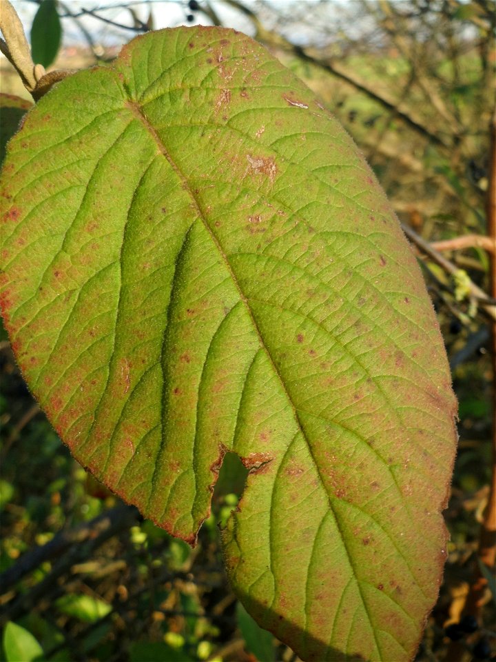 Wolliger Schneeball (Viburnum lantana) bei Reilingen