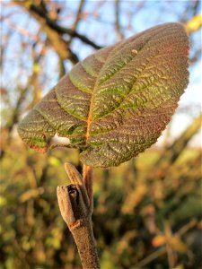 Wolliger Schneeball (Viburnum lantana) bei Reilingen