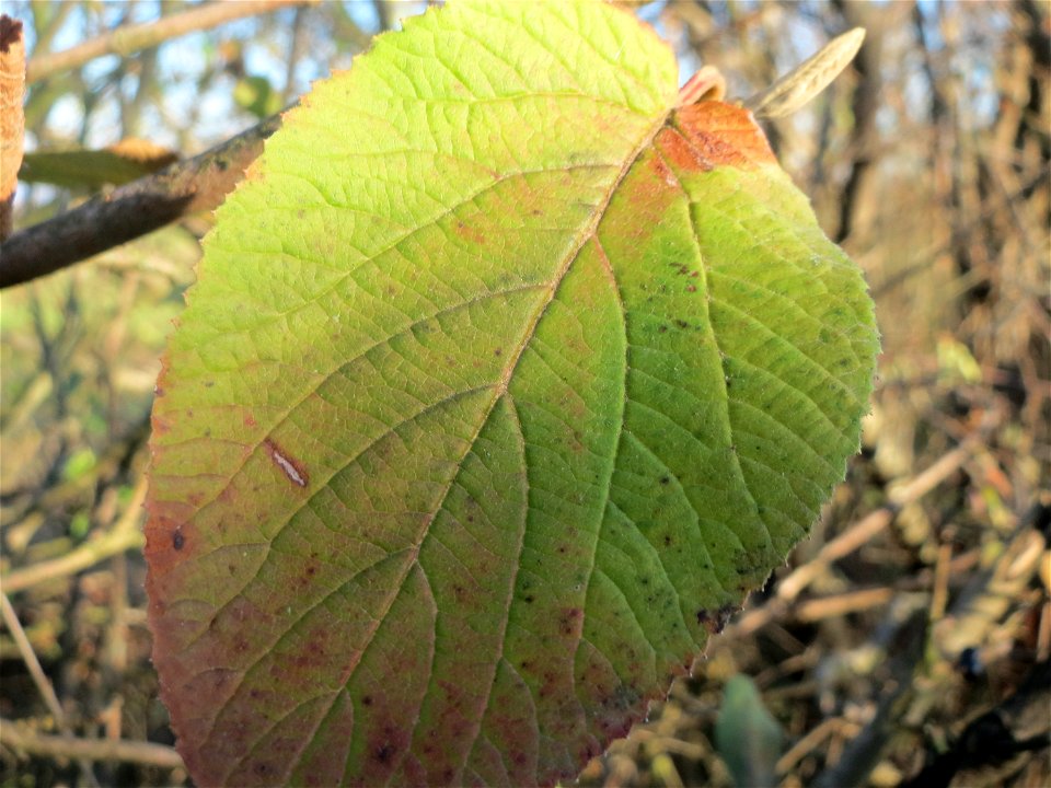 Wolliger Schneeball (Viburnum lantana) bei Reilingen