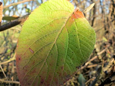 Wolliger Schneeball (Viburnum lantana) bei Reilingen